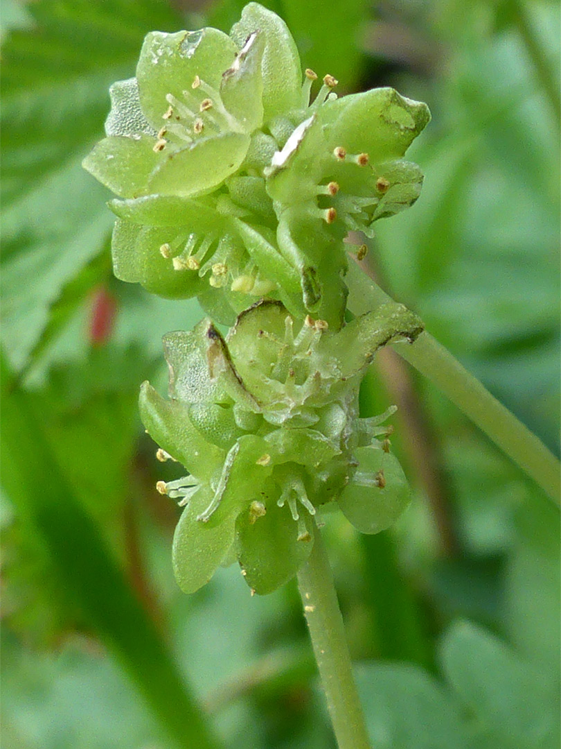 Two flower stalks