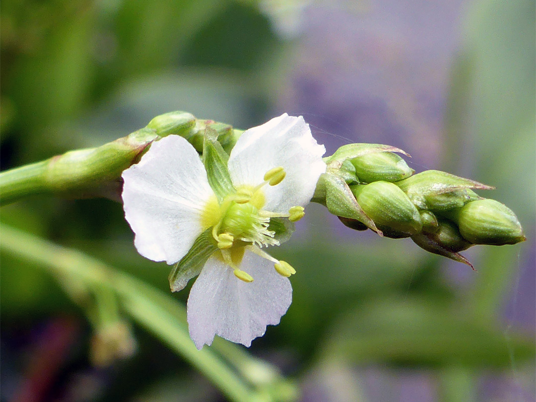 Flower and buds