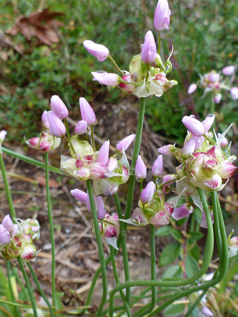 Flowering stems