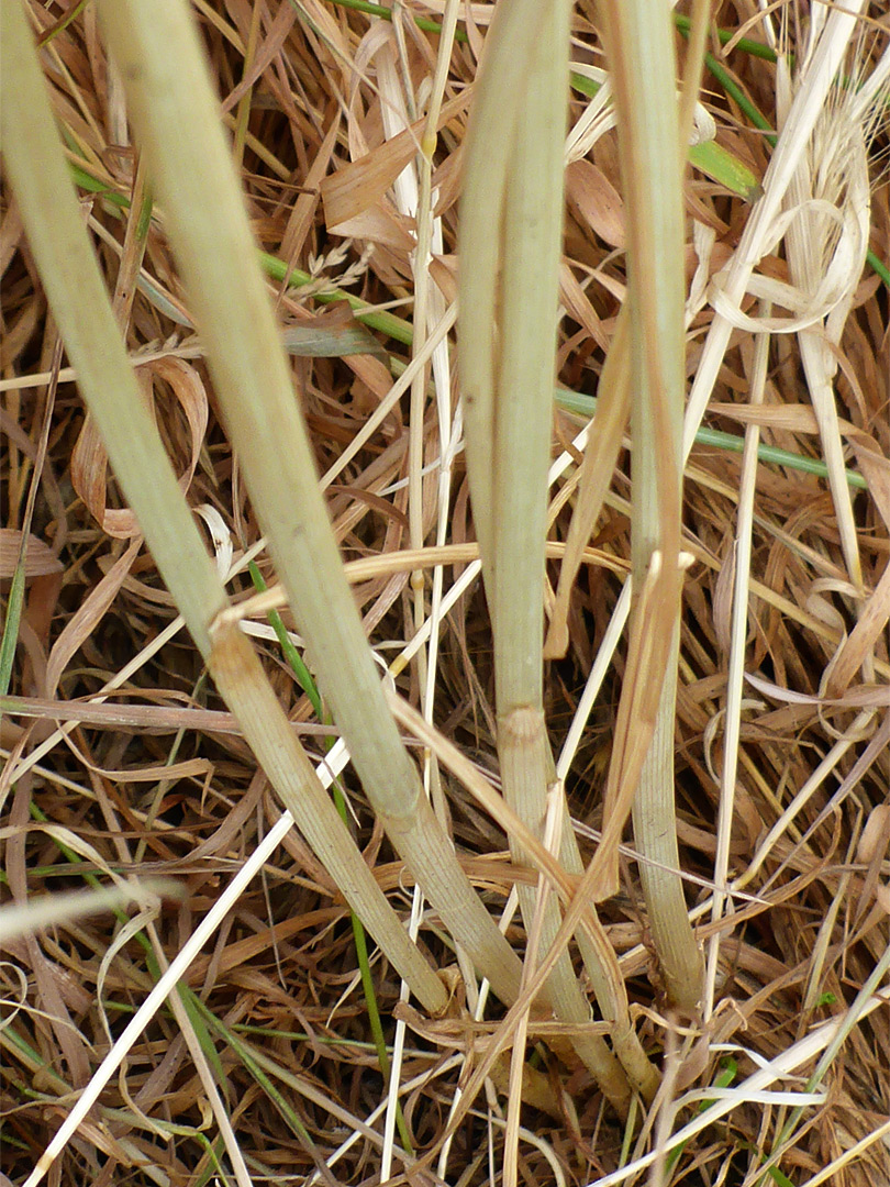 Sheathed stems