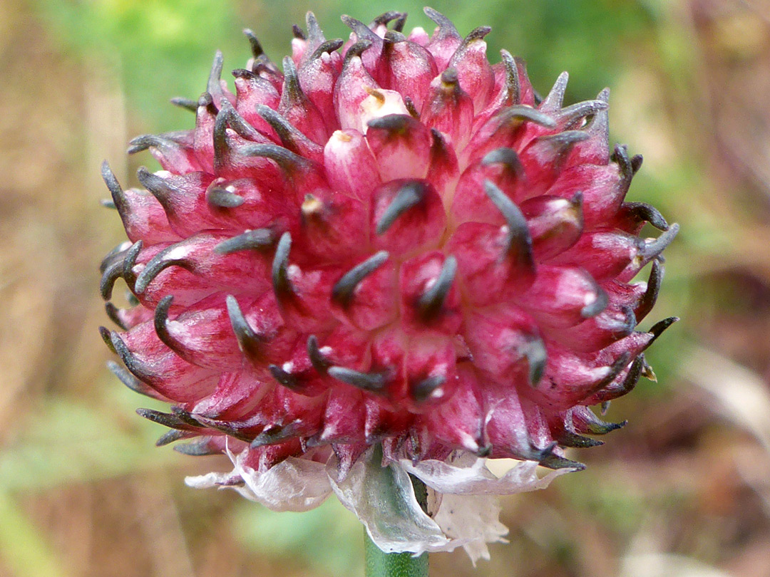 Inflorescence