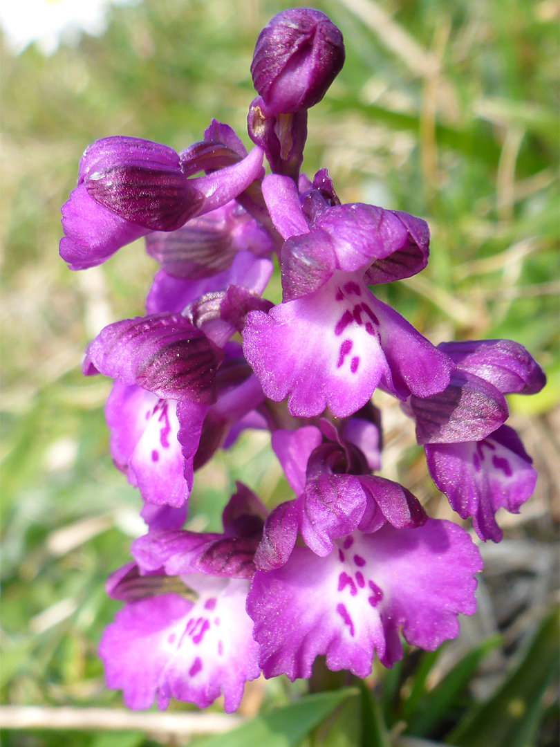 Green-winged orchid