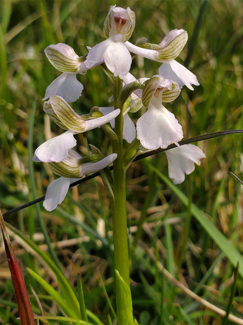 White flowers