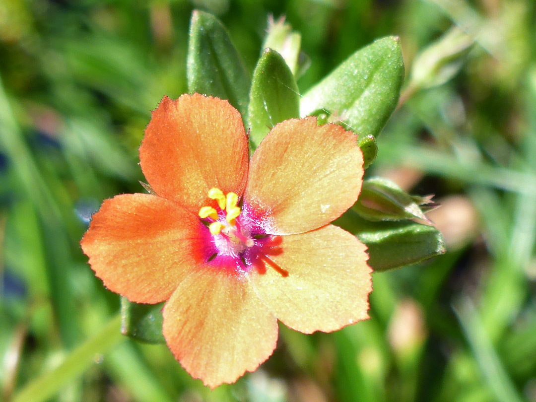 Five-petalled flower