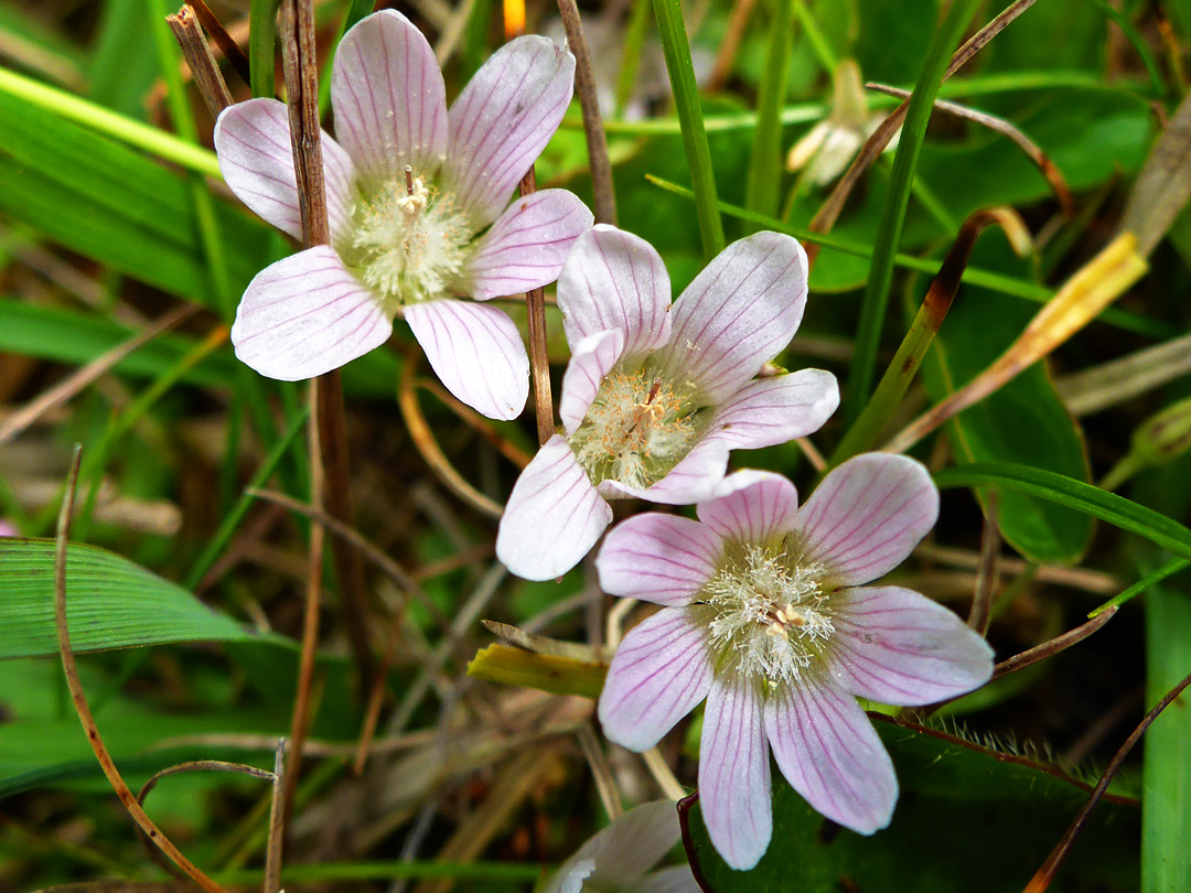 Bog pimpernel