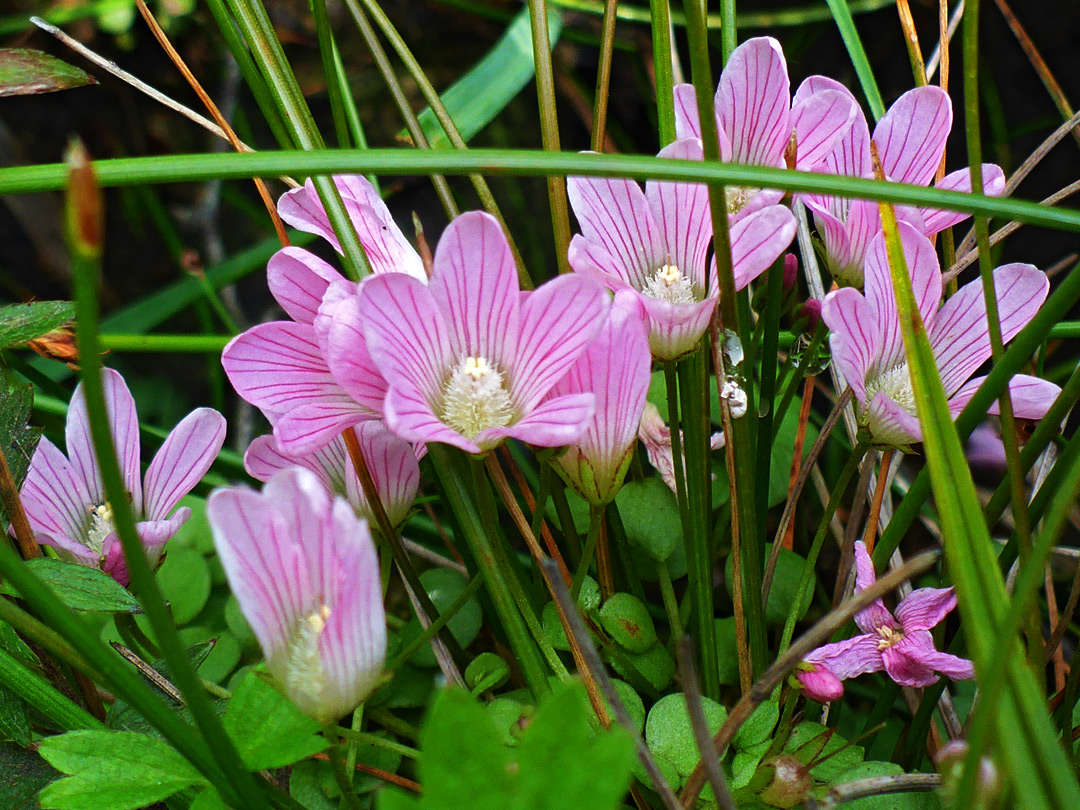 Bog pimpernel