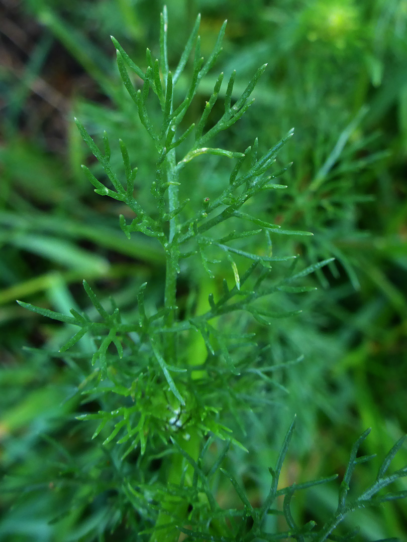 Finely-divided leaves