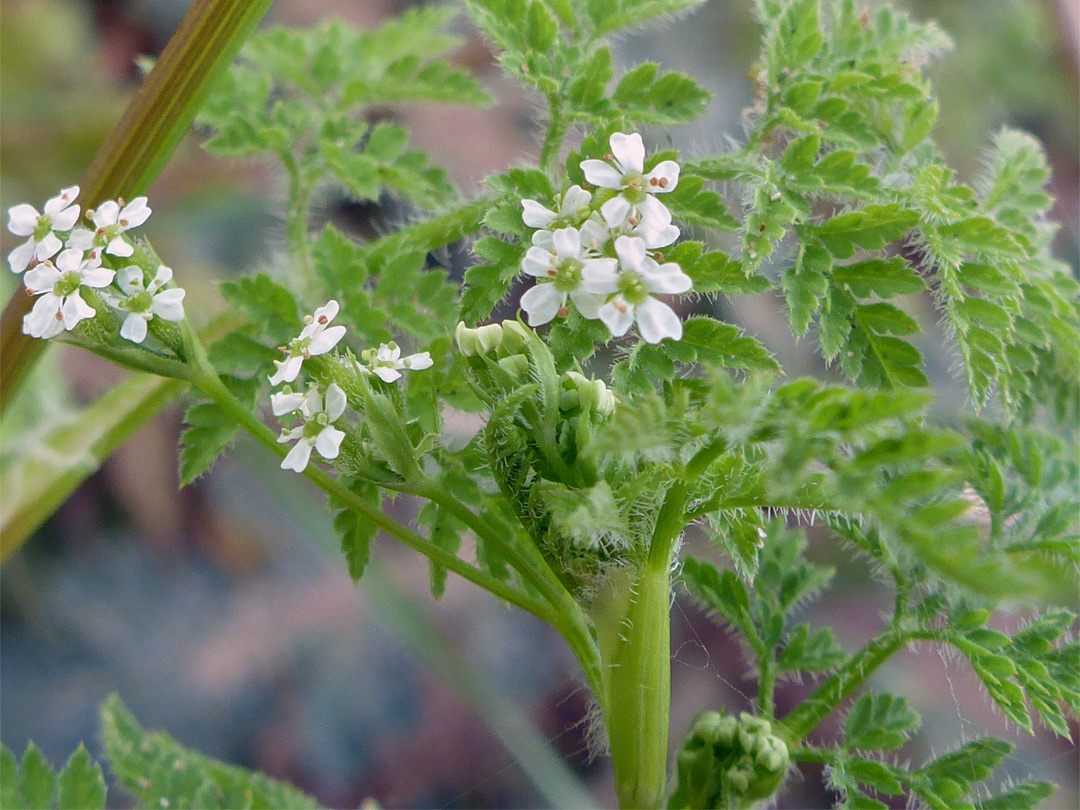 Small white flowers