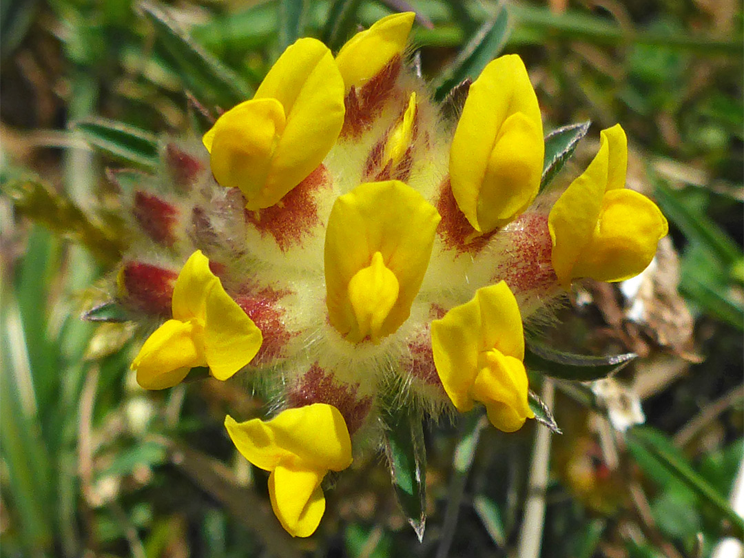 Cluster of flowers