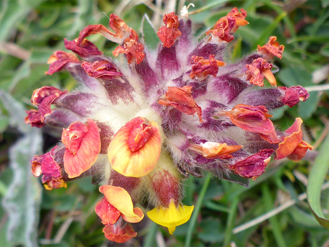 Withered flowers