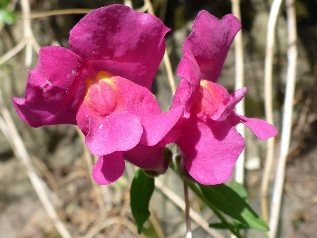 Two pink flowers