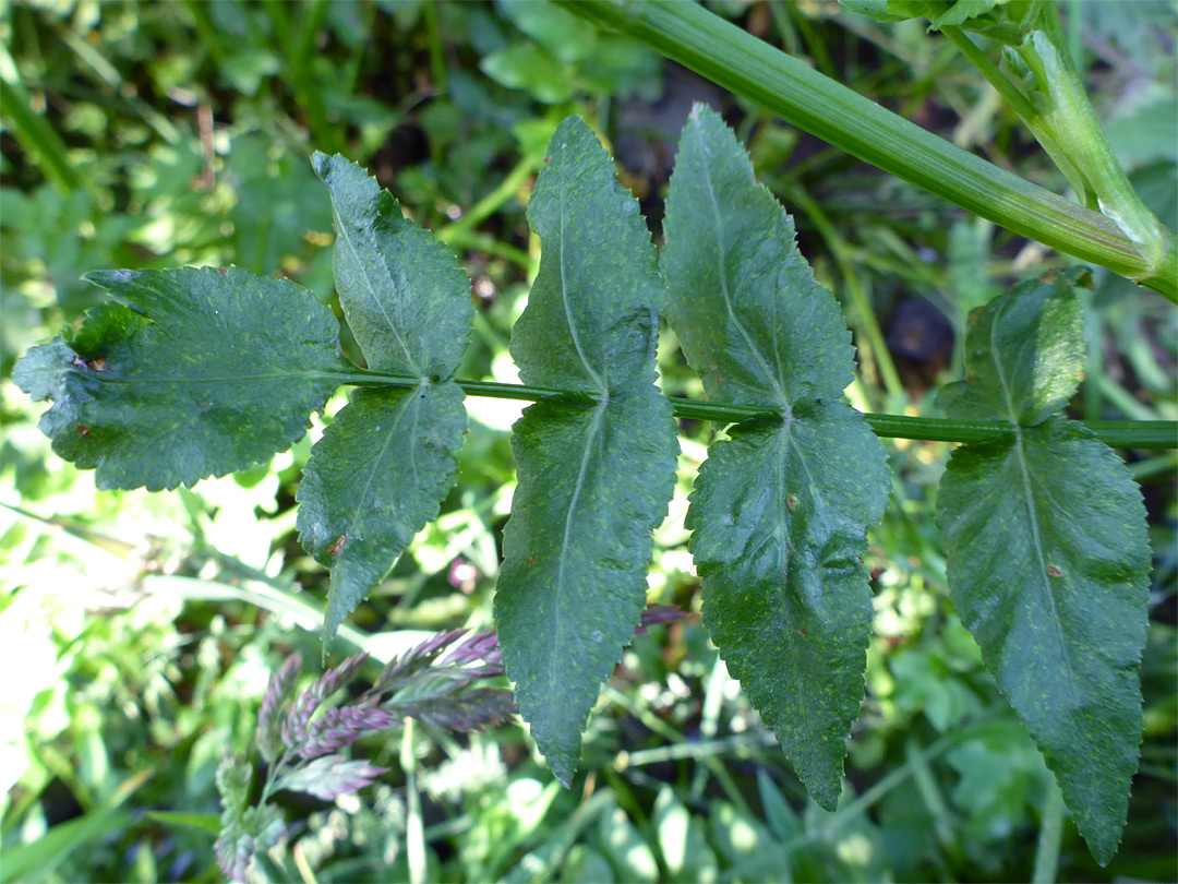 Pinnate leaf