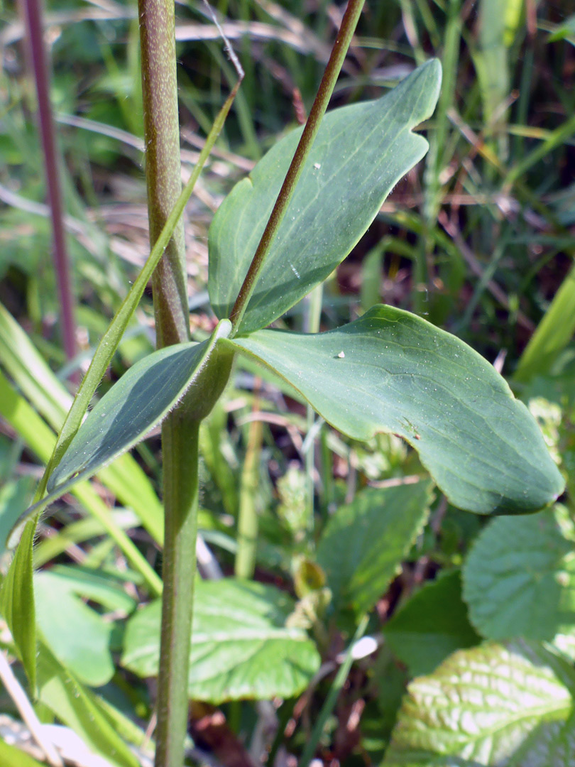 Midstem leaf