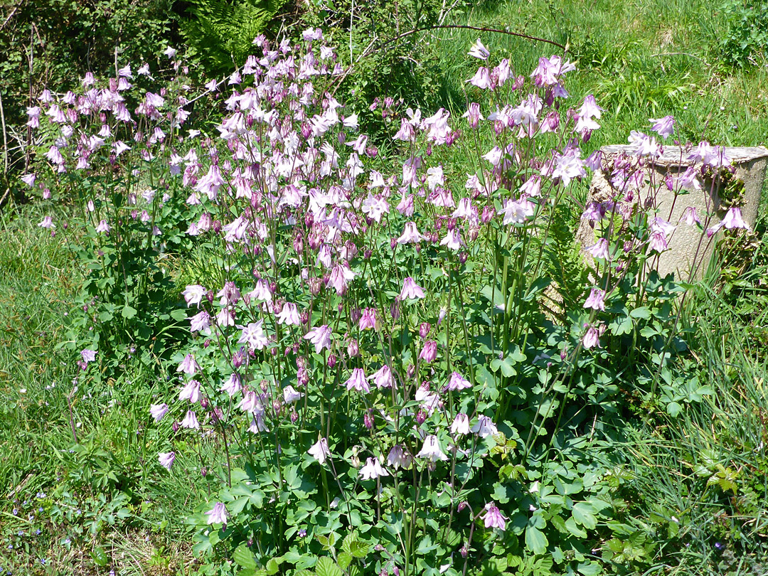 Many flowers