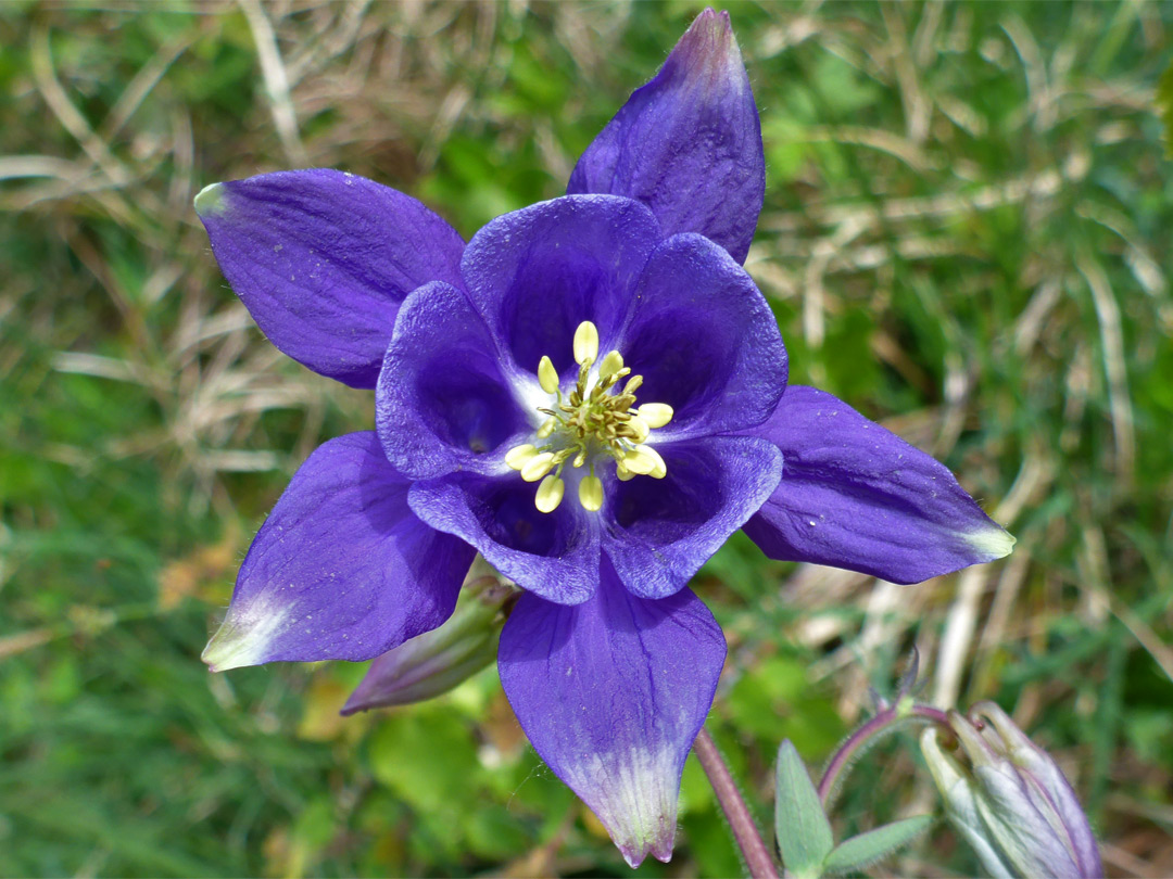 Purple flower