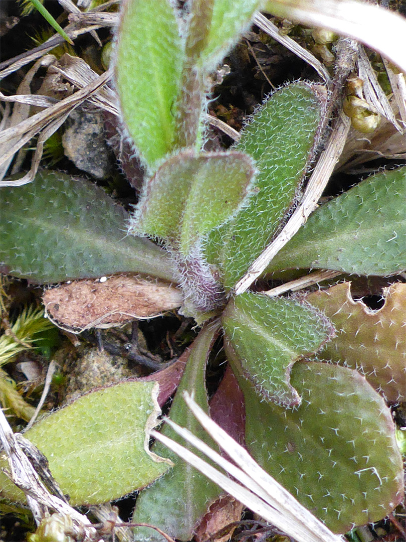 Divided leaf hairs