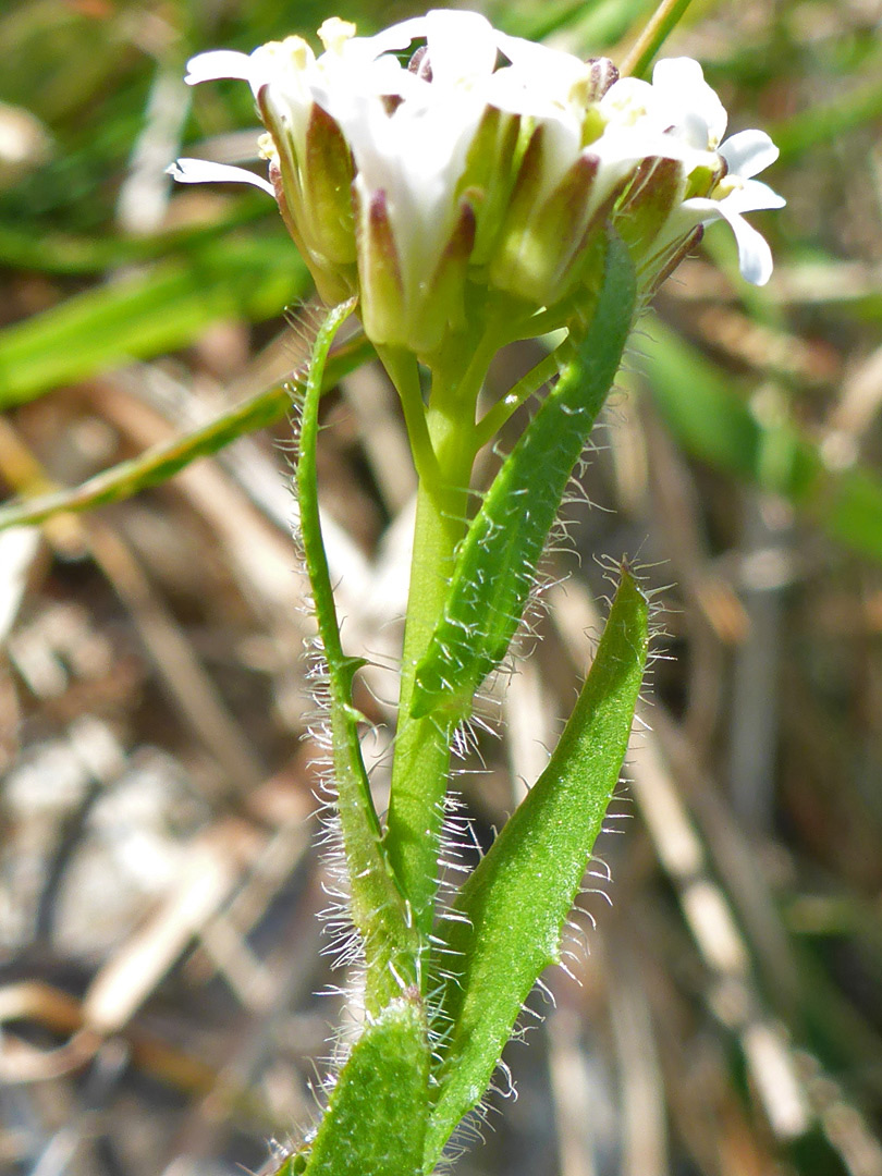 Leaves and flowers