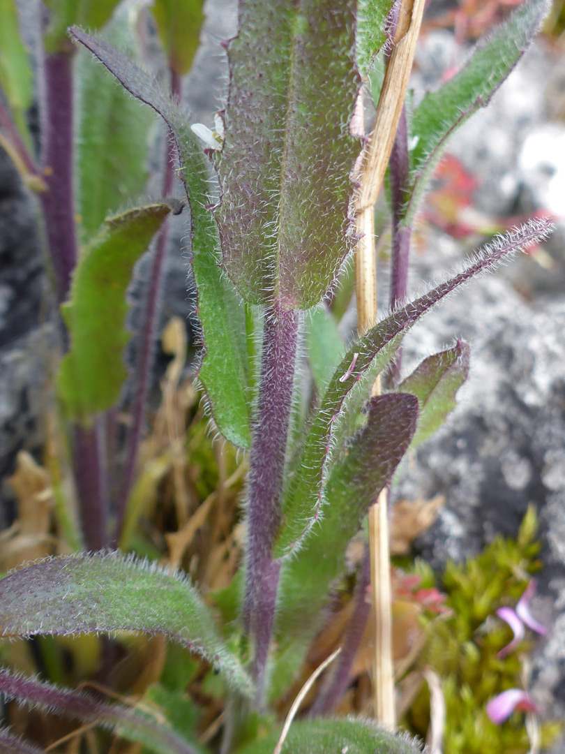 Lower stem