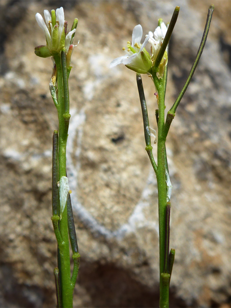 Hairy rock-cress