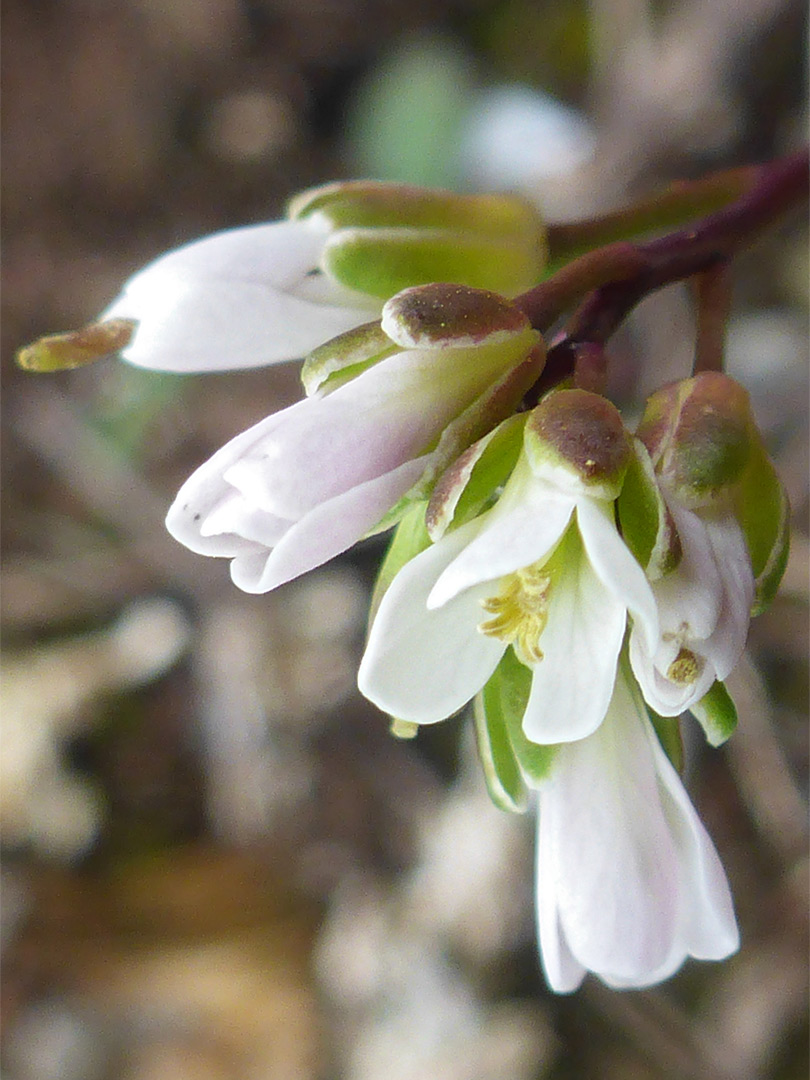 Flower cluster