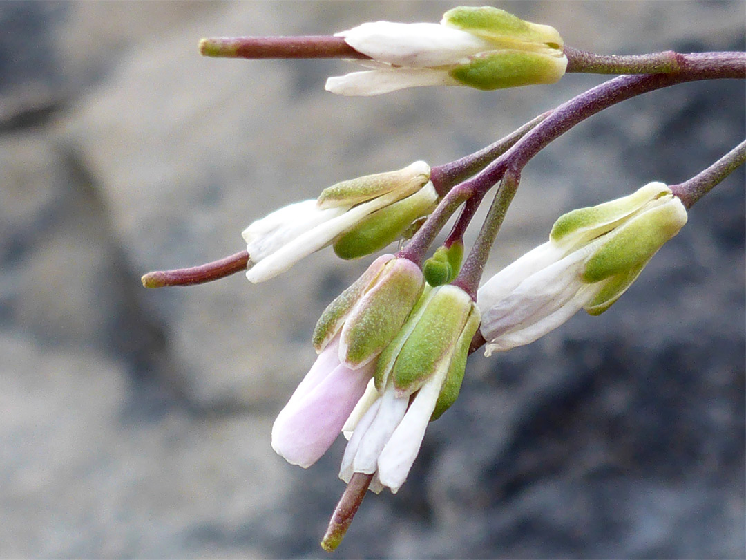 Developing fruits