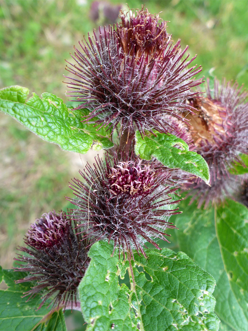 Group of flowerheads