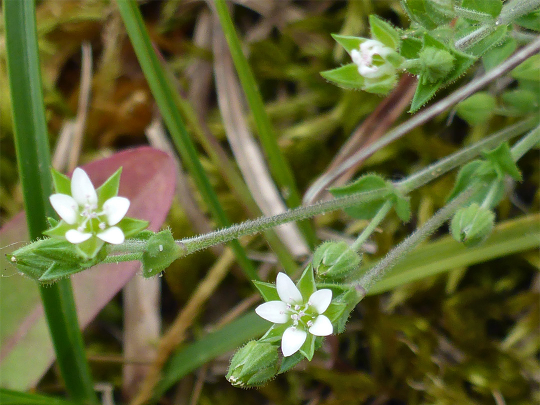 Small white flowers