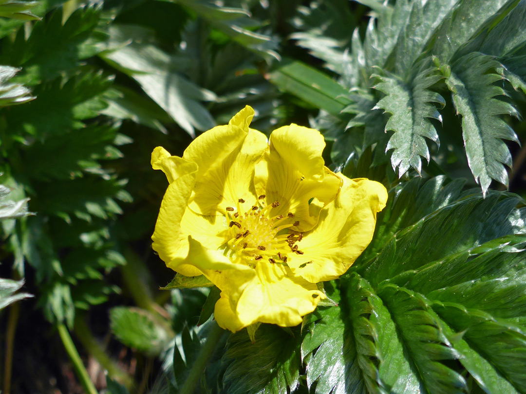 Developing flower