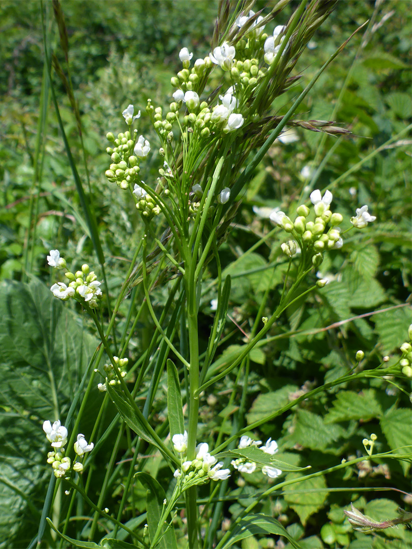 Branched inflorescence