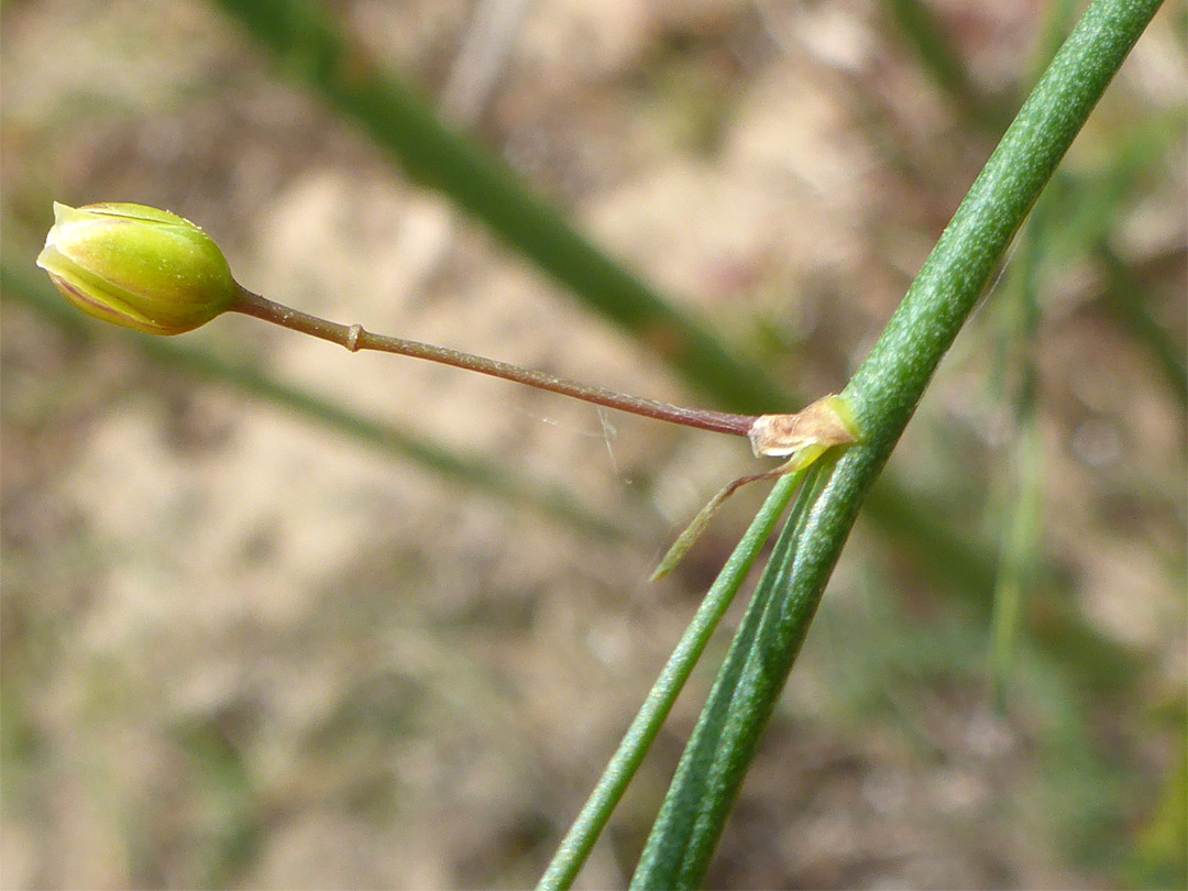 Stem and flower