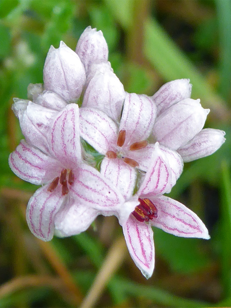 Squinancywort