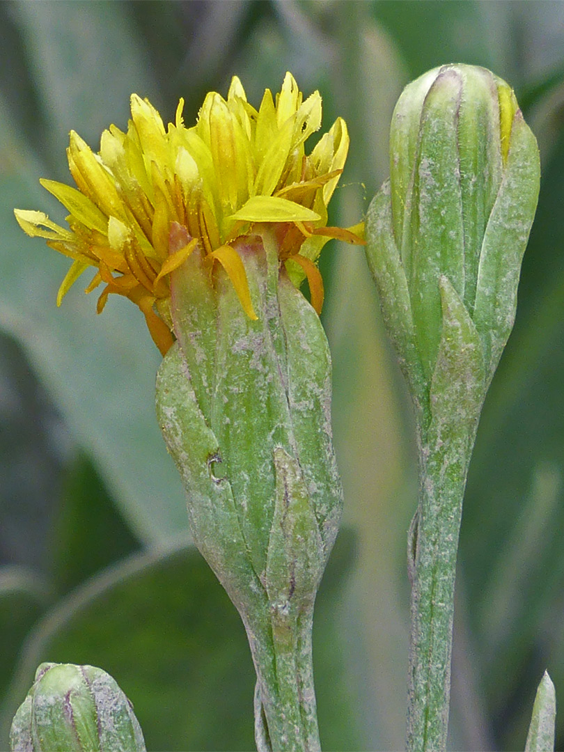 Two flowerheads