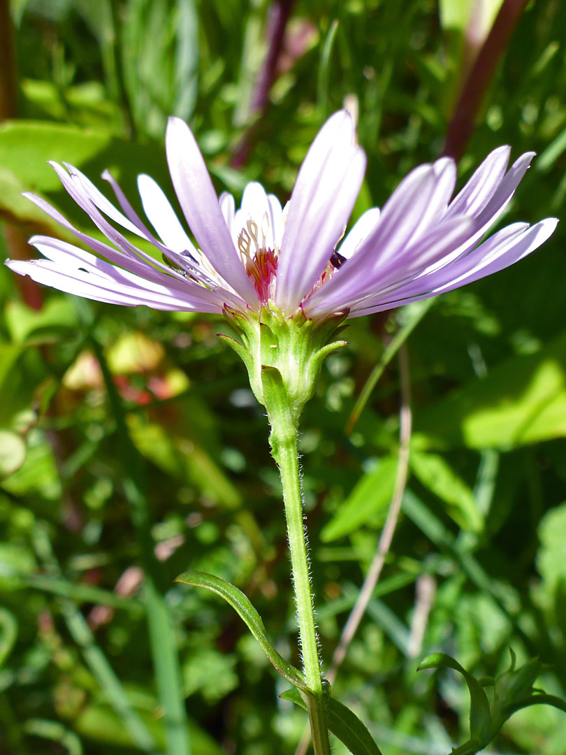 Phyllaries