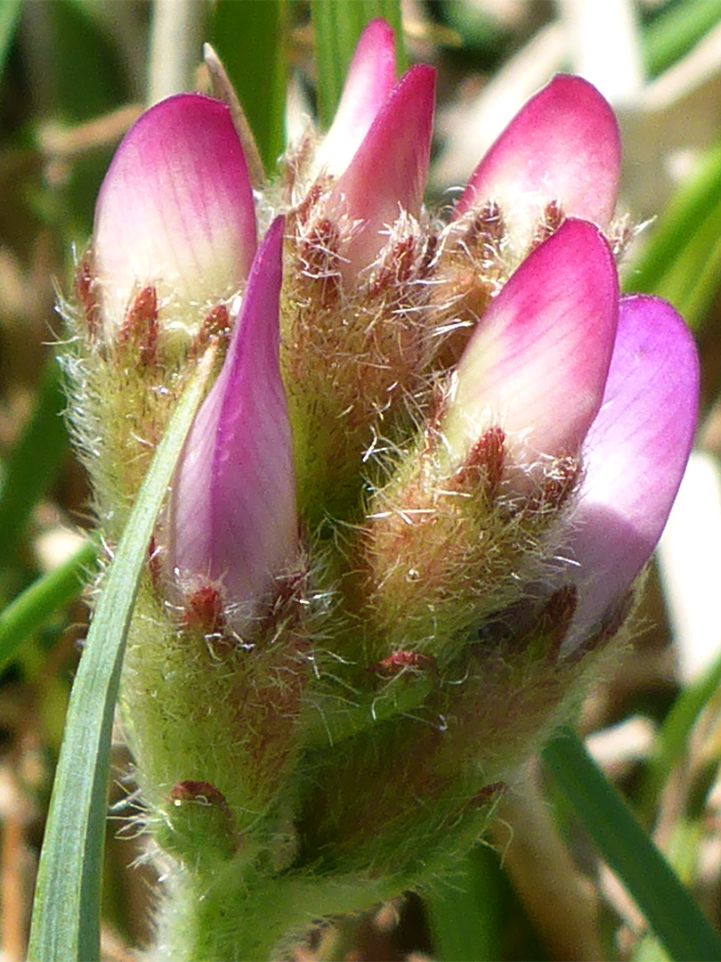 Hairy calyces