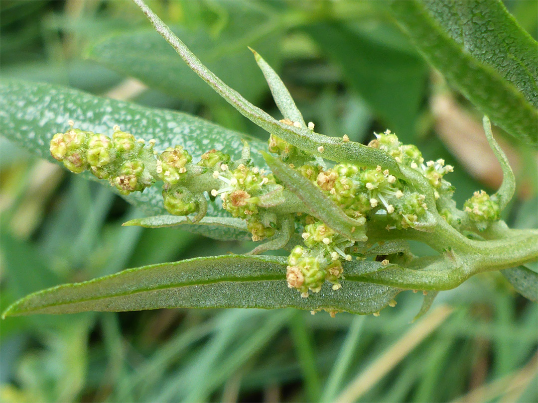 Greenish flowers