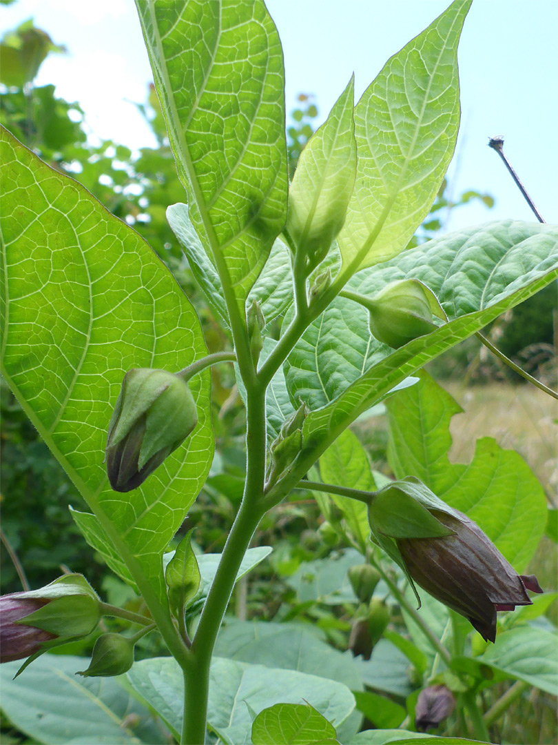 Leaves and flowers