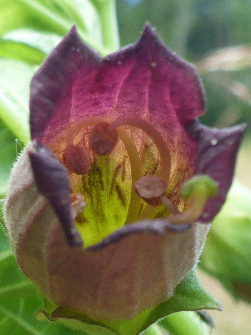 Flower interior