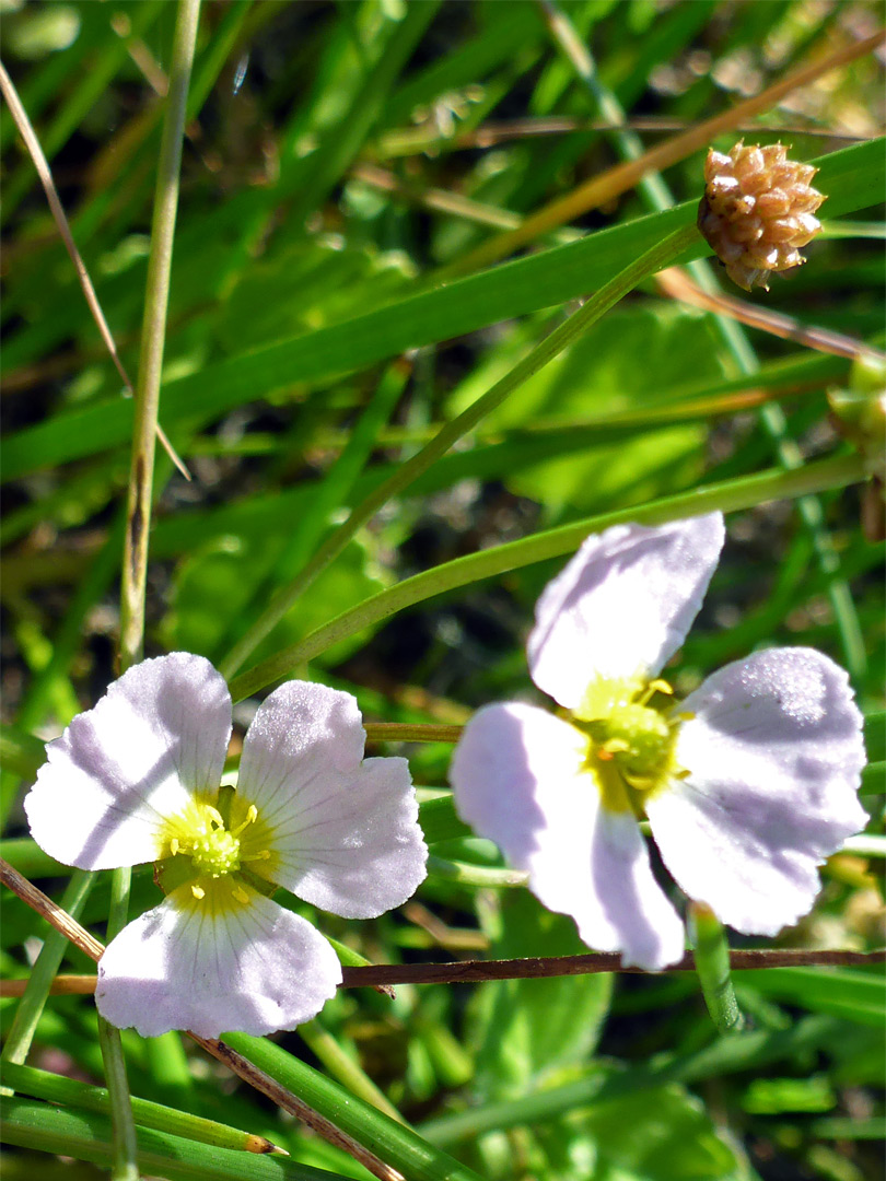 Flowers and seed head