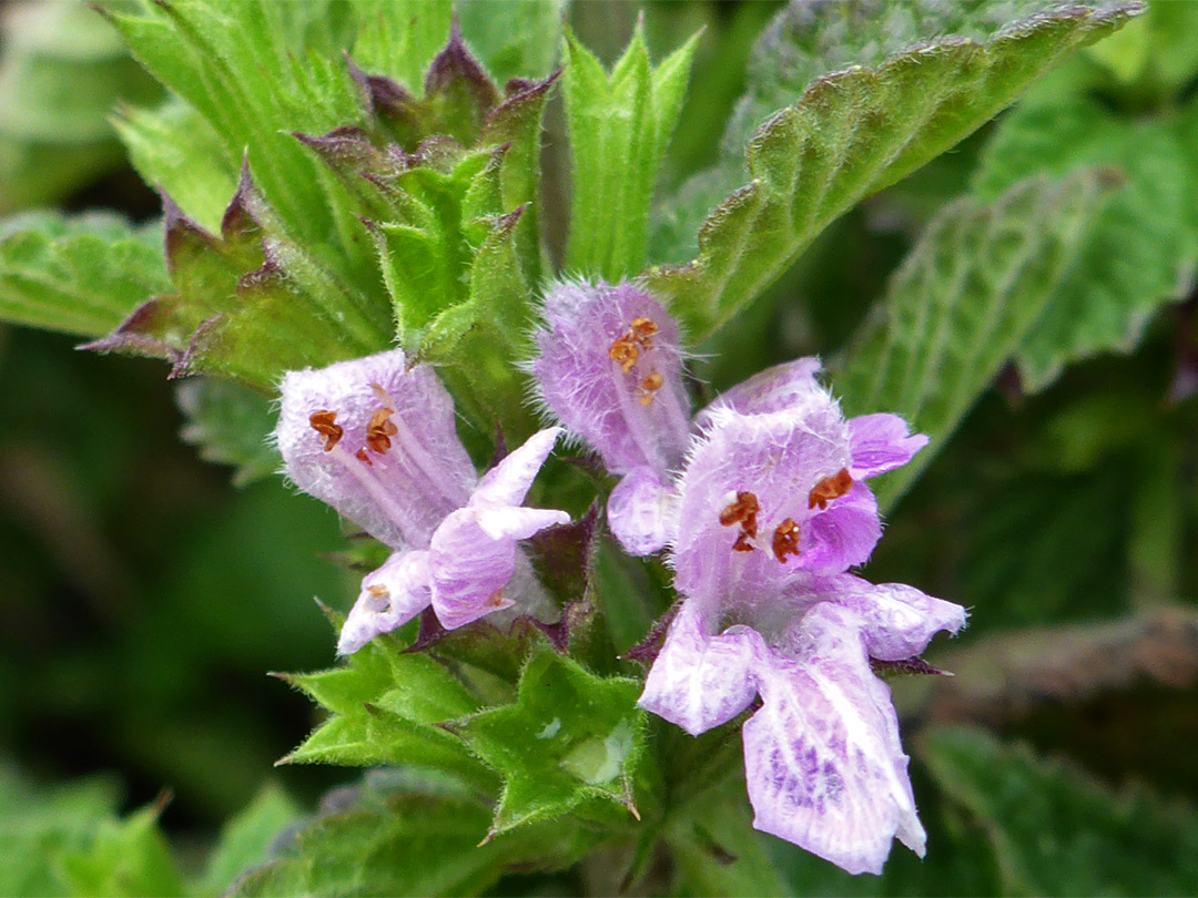 Three pale pink flowers