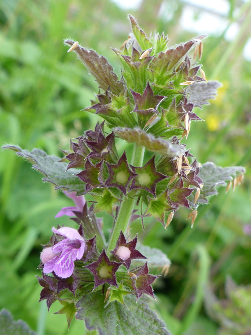 Purple calyces