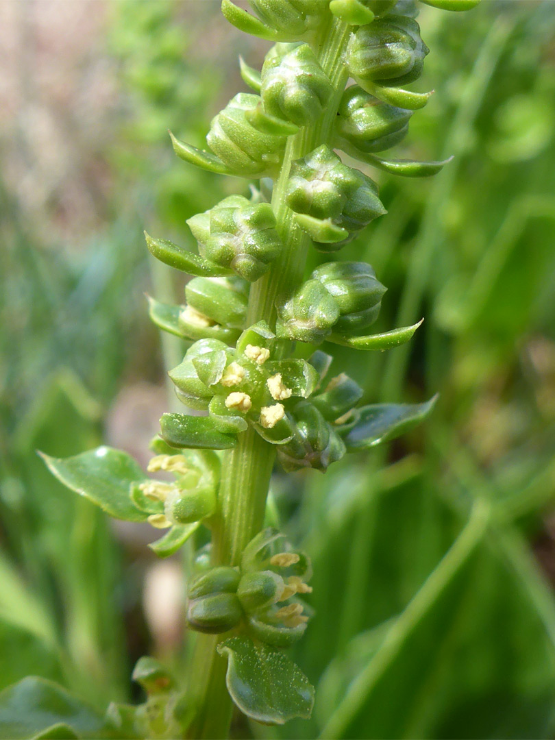 Green flowers