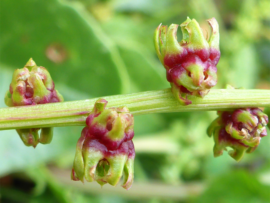 Withered flowers