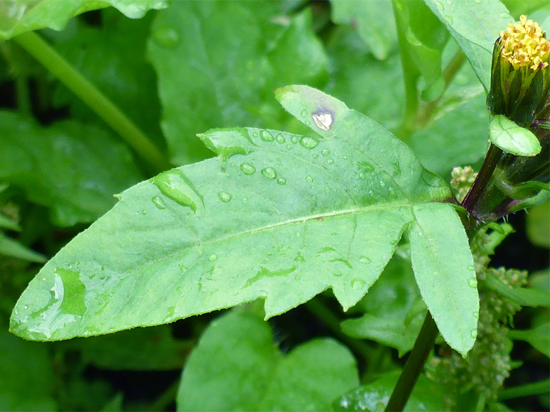 Toothed leaf