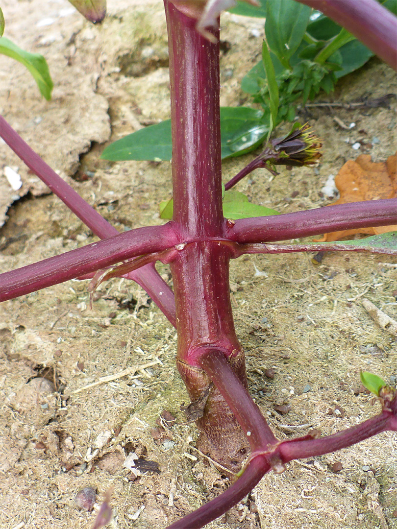 Red stem