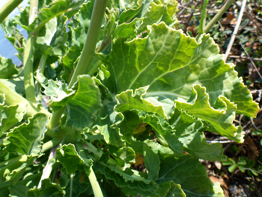 Curly leaves