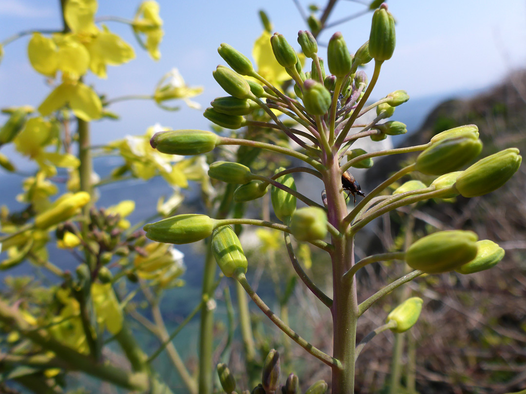 Greenish buds