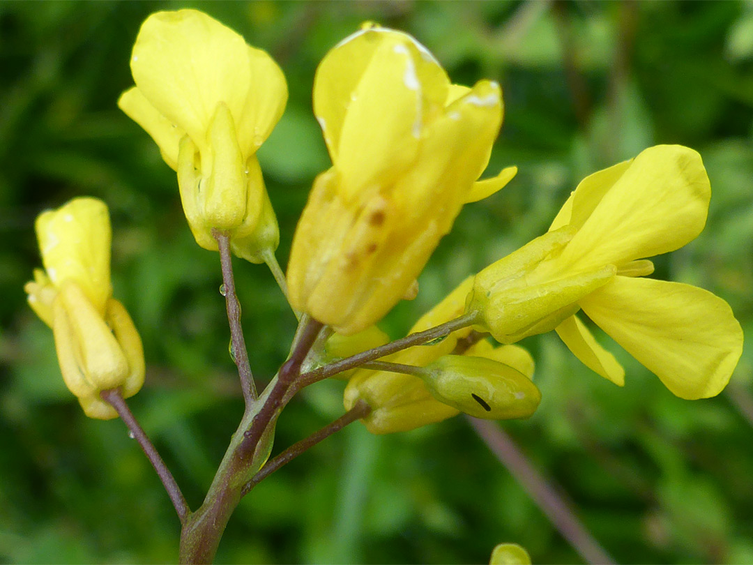 Flower cluster