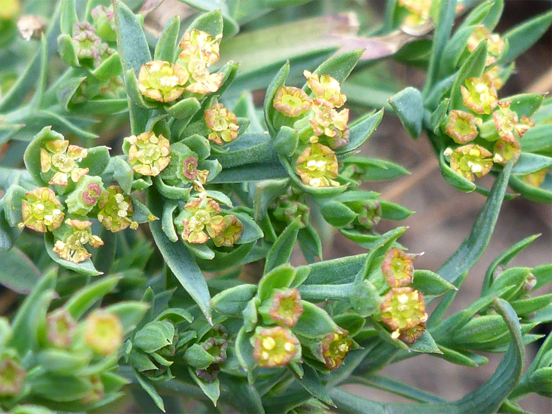 Many flowers