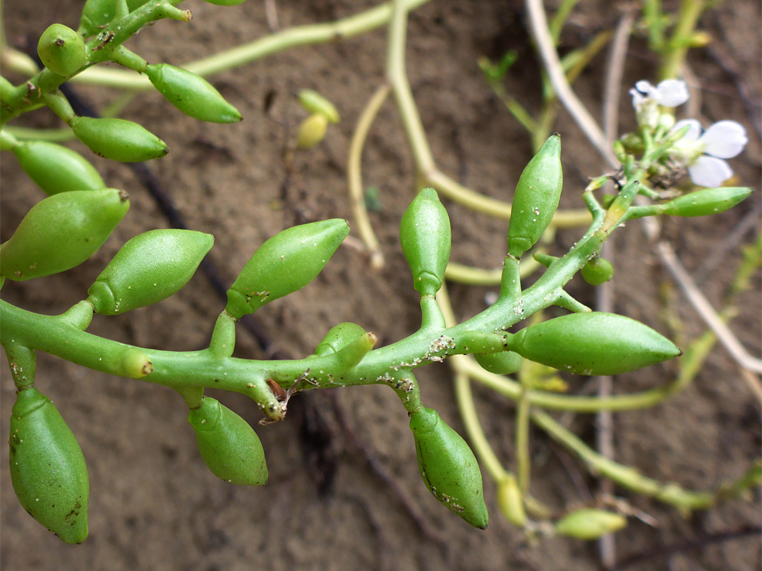 Green fruits