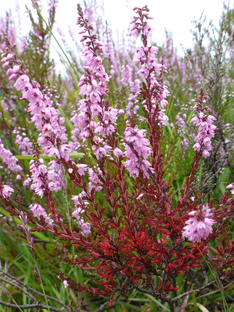 Pink flowers and red leaves